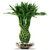 Lucky Bamboo Plant