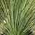 Mexican Grass