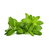 Stevia Seeds