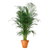 Garden Plant