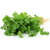 Coriander