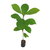 Teak Plants