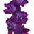 Gladiolus