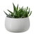 Succulent Plant