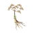 Chinese Angelica