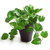 Money Plant
