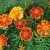 Marigold Plant