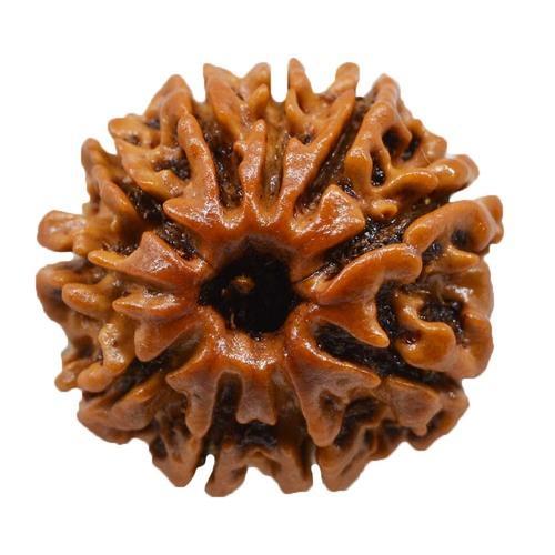 9 Mukhi Rudraksha