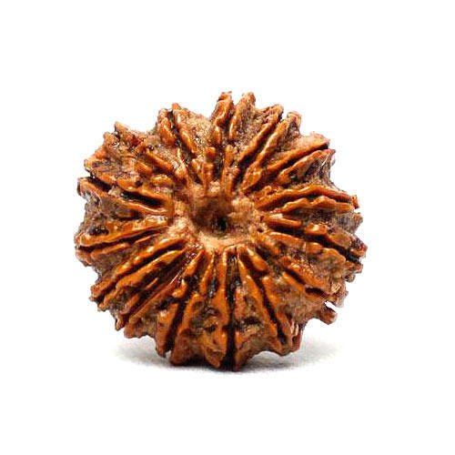 15 Mukhi Rudraksha