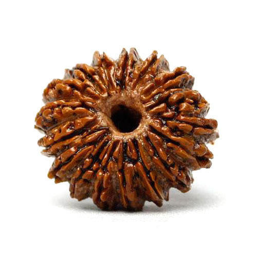 17 Mukhi Rudraksha