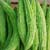 Momordica Charantia Extract