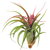 Hybrid Plant