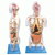 Medical Models