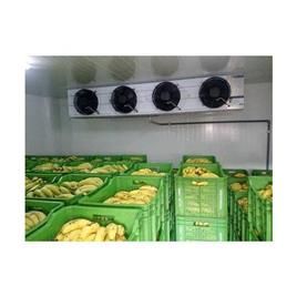 Automatic Banana Ripening Chamber 2