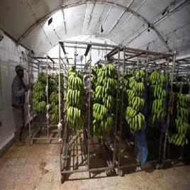 Banana Ripening Chamber 27