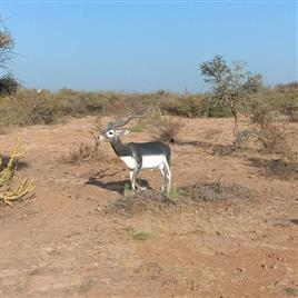 Fiber Blackbuck Statue