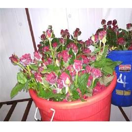 Floriculture Flowers Cold Storage