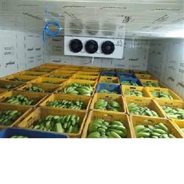 Fruit Ripening Chamber 9