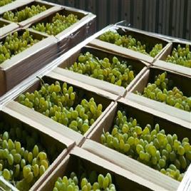 Grapes Pre Cooling And Storage