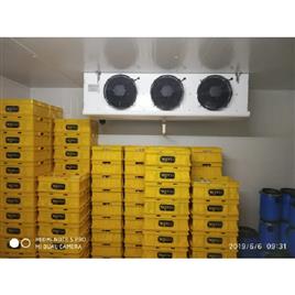 Incubation Room For Curd