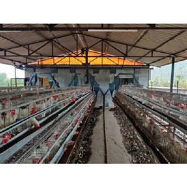 Layer Poultry Farm Shed