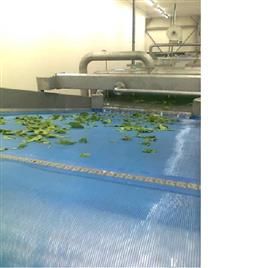 Leafy Vegetable Washing Machines