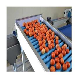 Mild Steel Tomato Grading Machine In Ambala Thind Agriculture Machine, Capacity: 400 carton/ day