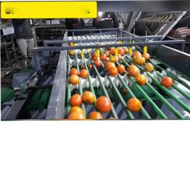 Semi Automatic Tomato Grading Machine, Machine Type: Semi automatic