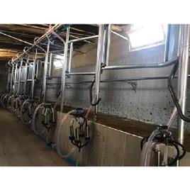 Single Side Milking Parlour, Capacity: 100 cows