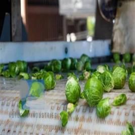 Vegetable Processing Sorting Line Conveyor System, Surface: Polished