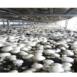 White Mushroom Growing Chamber Units